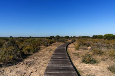 Endülüs 'teki huzurlu Donana Ulusal Parkı. Mavi gökyüzünün altında uzun ahşap bir kaldırım.