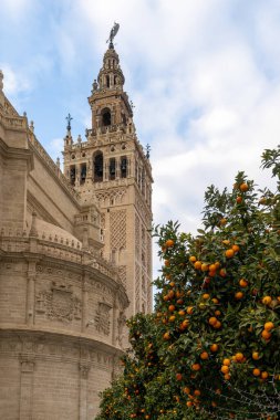 Arkasında Sevilla katedrali olan bir sürü portakal ağacı.