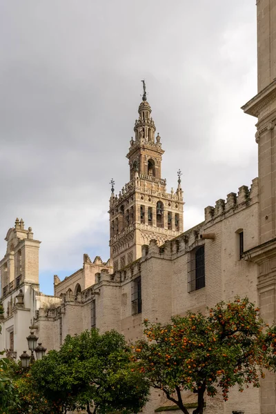 Many Orange Trees Cathedral Seville Background — Stock Photo, Image