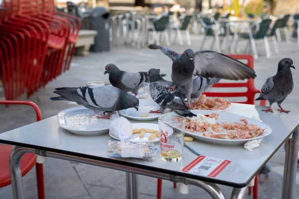 Sanlucar Barrameda Espanha Janeiro 2021 Muitos Pombos Rasgando Restos Comida — Fotografia de Stock