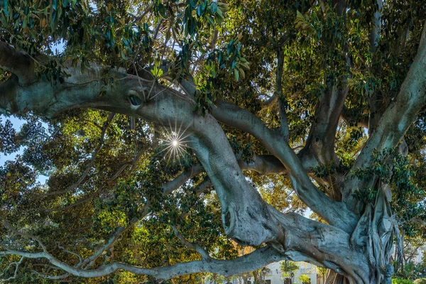 Árbol Gigante Jardín Alameda Apodaca Del Marqes Comillas Cádiz Con — Foto de Stock