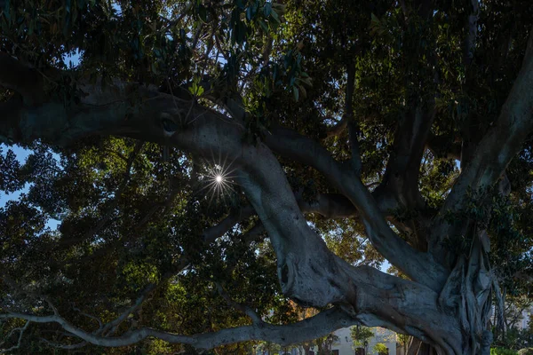 Albero Gigante Nell Alameda Apodaca Del Marqes Comillas Garden Cadice — Foto Stock