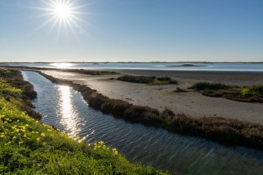 Huzurlu sulak alanlar ve bataklıklar ön planda çiçekler ve mavi gökyüzünde bir güneş yıldızı