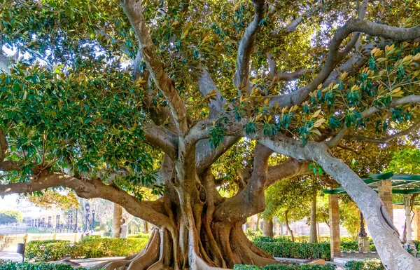 Ein Riesiger Baum Alameda Apodaca Del Marqes Comillas Garten Cadiz — Stockfoto