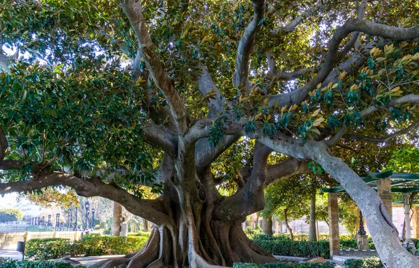 Een Reusachtige Boom Alameda Apodaca Del Marqes Comillas Garden Cadiz — Stockfoto