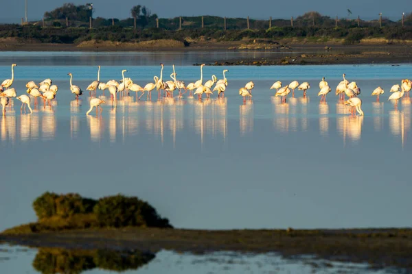 Vue Une Colonie Flamants Roses Dans Les Eaux Parc Naturel — Photo