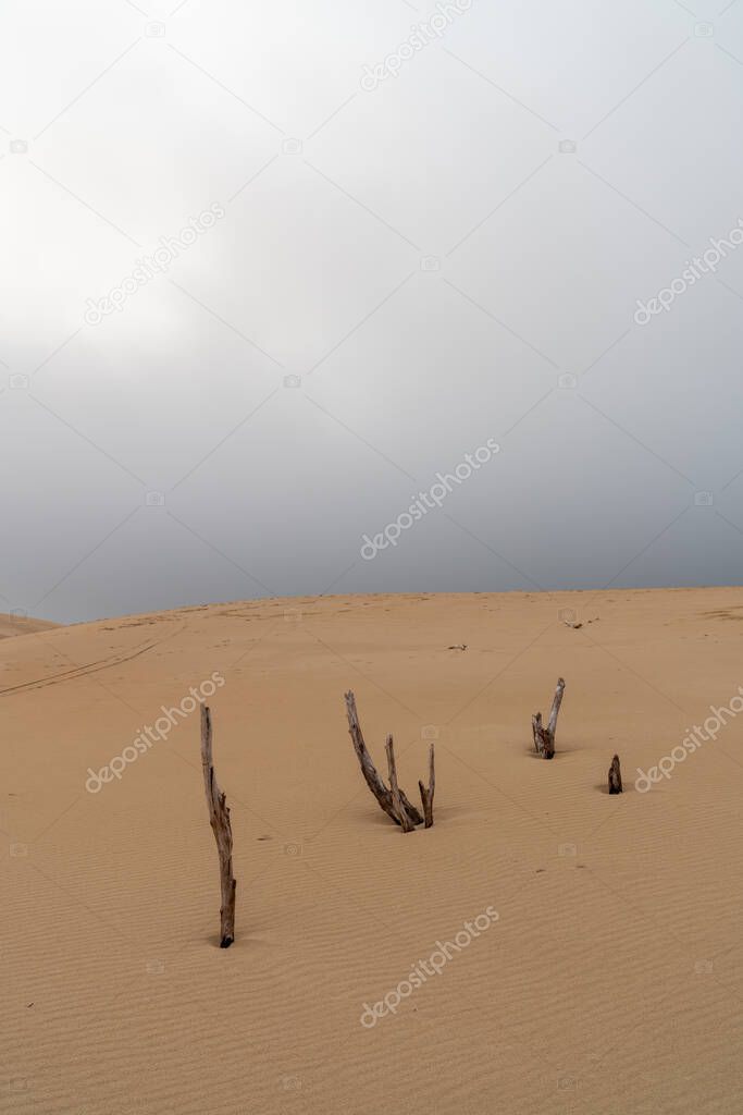 wild desert landscape and large sand dune with under an overcast evening sky with dead trees in the foreground