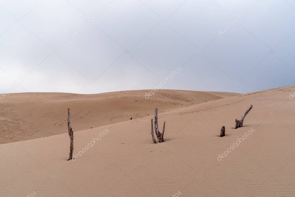wild desert landscape and large sand dune with under an overcast evening sky with dead trees in the foreground