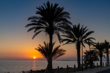 Okyanusun üzerinde renkli bir günbatımı siluetinde palmiye ağaçları ve sahilde bir kaldırım.