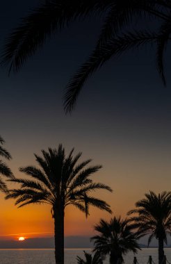 Arka planda okyanusun üzerinde güzel bir günbatımı olan palmiye ağaçlarının siluetinin dikey görüntüsü