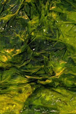 Sahilde karaya oturmuş parlak yeşil yosunların soyut bir görüntüsü.
