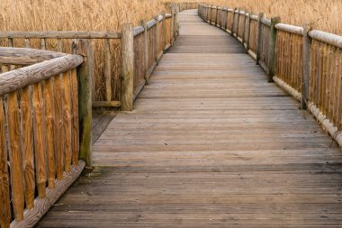 Uzun, ahşap bir sahil yolu uzun altın kamışların ve sulak alanlardaki bataklık otlarının arasından geçiyor.