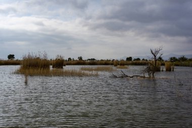 Bir lagün ve esparto otları ile korunan sulak alanlar ve bulutlu gökyüzü altında ağaçlar.