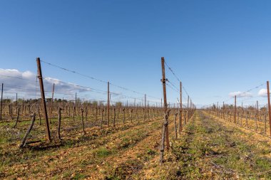Fransa 'nın güneyindeki Languedoc Roussillon şarap bölgesinde mavi bir gökyüzünün altında kışın birçok sıra çorak üzüm bağları.