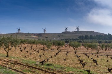 La Mancha 'da bir üzüm bağındaki çorak üzümlerin manzarası. Arka planda beyazlatılmış yel değirmenleri var.