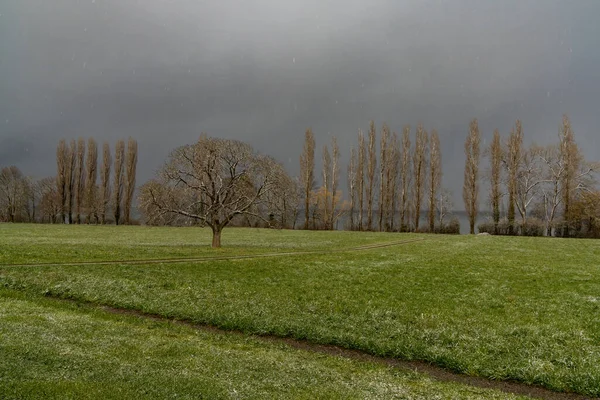 Lugnt Sent Vintern Landskap Grönt Fält Och Karga Träd Med — Stockfoto