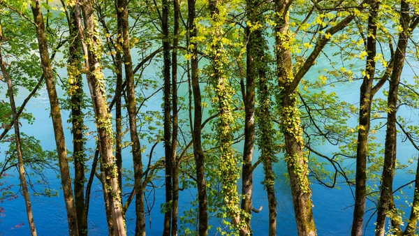 Eine Kulisse Aus Grünen Frühlingsbäumen Mit Einem Lebendigen Blauen Fluss — Stockfoto