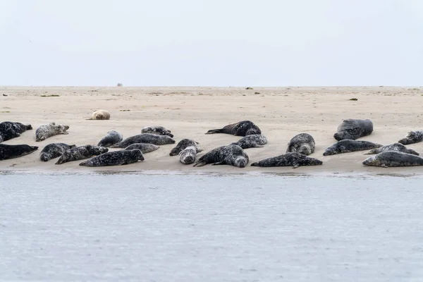 Een Kolonie Grijze Zeehonden Koesterend Zon Een Zandbank Het Westen — Stockfoto