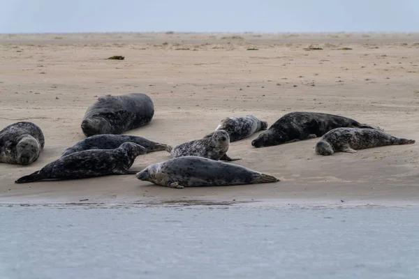 在丹麦西部的沙堤上晒太阳的一群灰海豹 — 图库照片
