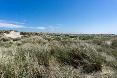 Mavi gökyüzünün altında sazlıklarla ve otlarla kaplı uzun kum tepelerinin manzarası.