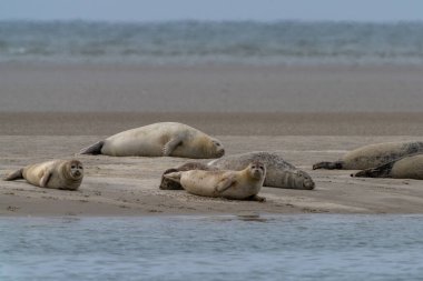 Danimarka 'nın batısındaki Fano Adası' ndaki Galgerev 'in kumsalındaki fok balıklarının yakın görüntüsü.