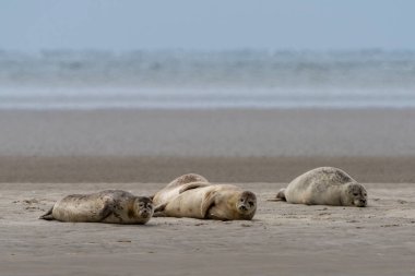 A close up view of common seals on the sand bank of Galgerev on Fano Island in western Denmark clipart
