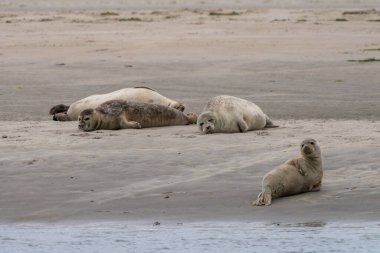 Wadden Denizi 'ndeki bir kumsalda güneşlenen üç fokun görüntüsü