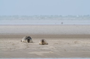 Wadden Denizi 'ndeki bir kumsalda güneşlenen iki fok balığı görülüyor. Wadden Denizi' ndeki bir kumsalda güneşleniyorlar.