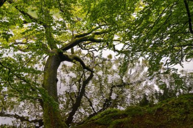 Bereketli yaz mevsimi yeşil ormanı. Yansımalı sakin bir göletin üzerinde yaşlı bir ağaç sallanıyor.