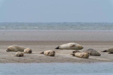Danimarka 'nın batısındaki bir kumsalda güneşlenen bir fok kolonisi.