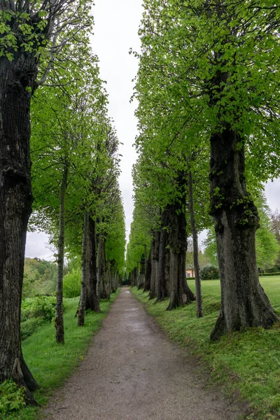 Longo Caminho Estreito Cascalho Que Leva Através Beco Árvores Verdes — Fotografia de Stock