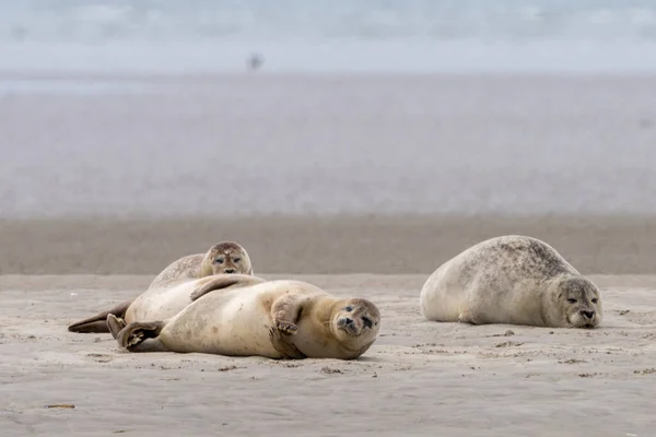 Eine Nahaufnahme Der Seehunde Auf Der Sandbank Von Galgerev Auf — Stockfoto