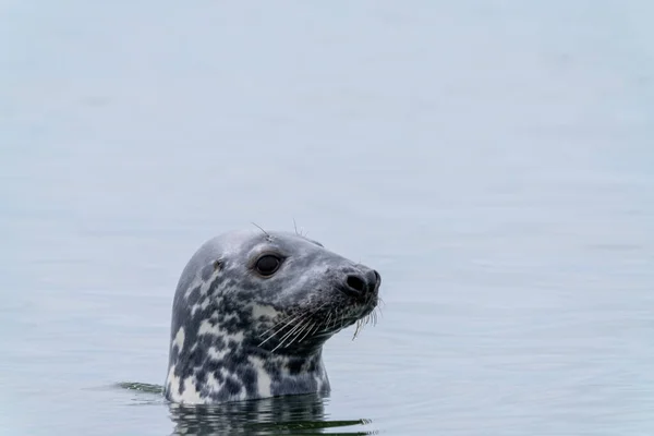 Вид Серый Тюлень Выглядывающий Воды — стоковое фото