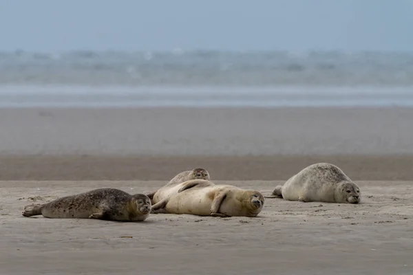 Een Close Van Gewone Zeehonden Zandbank Van Galgerev Het Eiland — Stockfoto