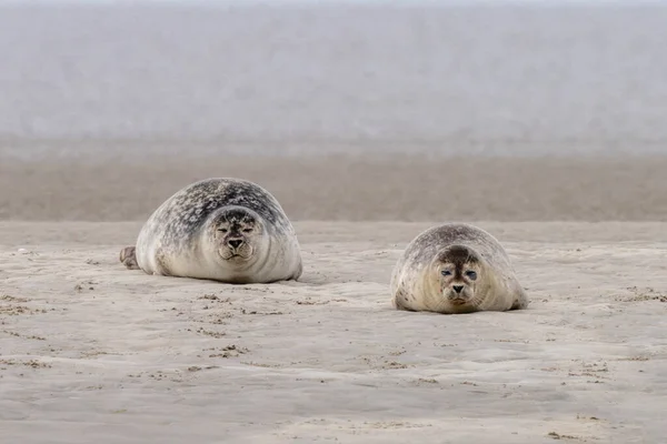 Вид Двух Тюленей Купающихся Солнце Песчаном Берегу Вадденском Море — стоковое фото