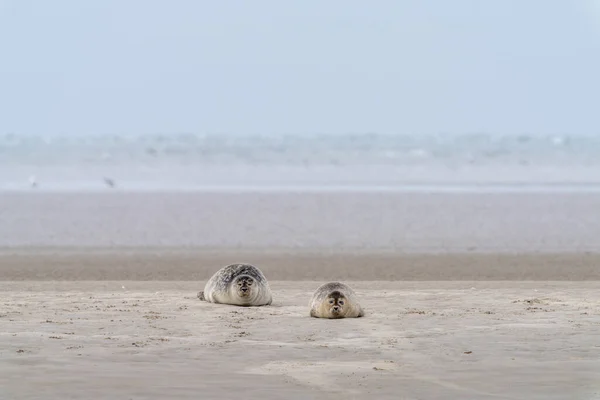 Wadden Denizi Ndeki Bir Kumsalda Güneşlenen Iki Fokun Görüntüsü — Stok fotoğraf