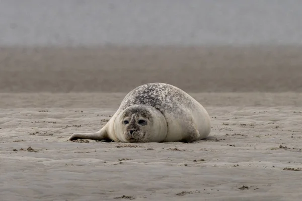 Eine Robbe Sonnt Sich Auf Einer Sandbank Wattenmeer — Stockfoto