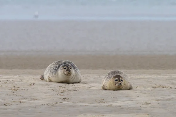 Blick Auf Zwei Seehunde Die Sich Auf Einer Sandbank Wattenmeer — Stockfoto
