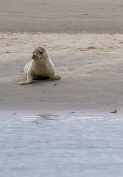 Een Jonge Zeehond Die Zich Zon Koestert Een Zandbank Waddenzee — Stockfoto