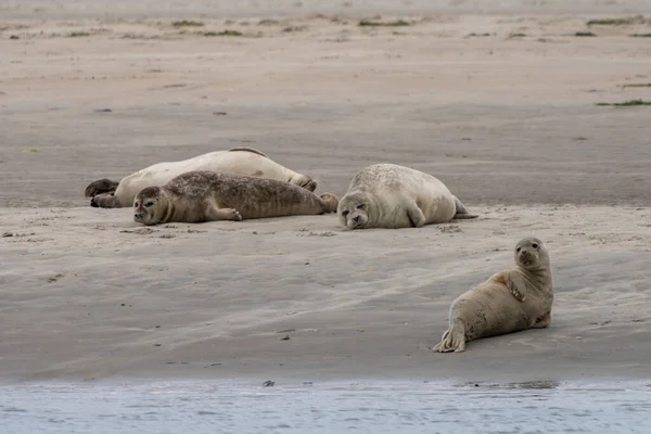 Blick Auf Drei Seehunde Die Sich Auf Einer Sandbank Wattenmeer — Stockfoto