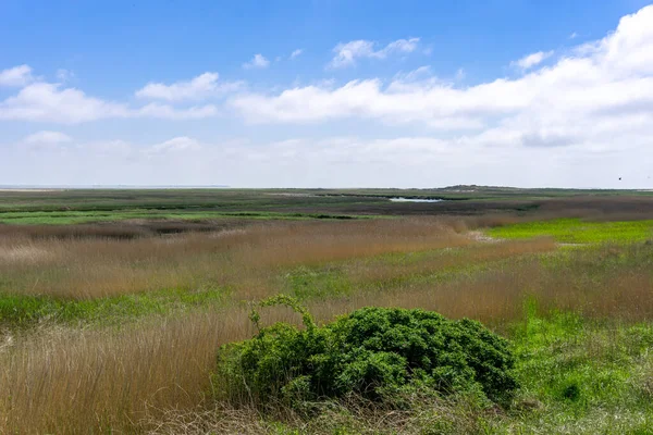 Tipik Wadden Denizi Manzarası Bataklık Çimleri Körfezler Kum Çubukları Ile — Stok fotoğraf