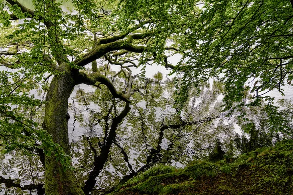 Lush Summertime Green Forest Old Tree Hanging Calm Pond Reflections — Stock Photo, Image