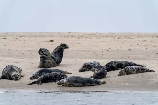 在丹麦西部的沙洲上晒太阳的一群灰海豹 — 图库照片