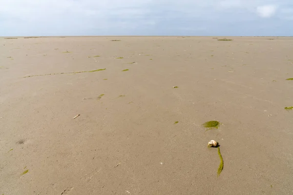 Dalgaların Çekildiği Wadden Denizi Sahili Manzarası — Stok fotoğraf