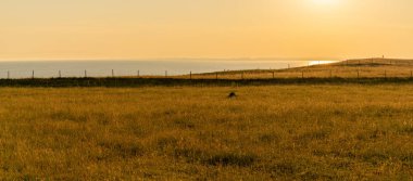 Güzel bir okyanus manzarası çimenli tepeler, ılık gün ışığı ve altın bir akşam güneşi gökyüzü