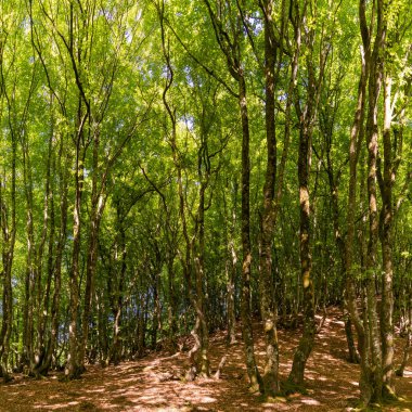 Tall beech trees in the summertime in the Rold Skov forest in northern Denmark clipart