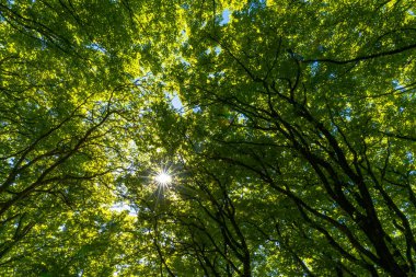 A lush green canopy of beech trees with a sun star and rays of sunlight peeking through clipart