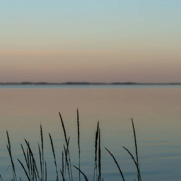 Спокійні Океанічні Води Заході Сонця Болотною Травою Очеретом Передньому Плані — стокове фото