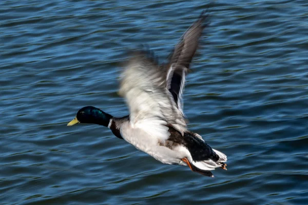 一只野鸭在蓝色的水面上飞翔的近景 — 图库照片
