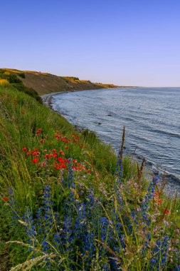 Güzel okyanus kıyısı manzarası çimenli tepeler ve sıcak akşam ışığında renkli çiçekler.
